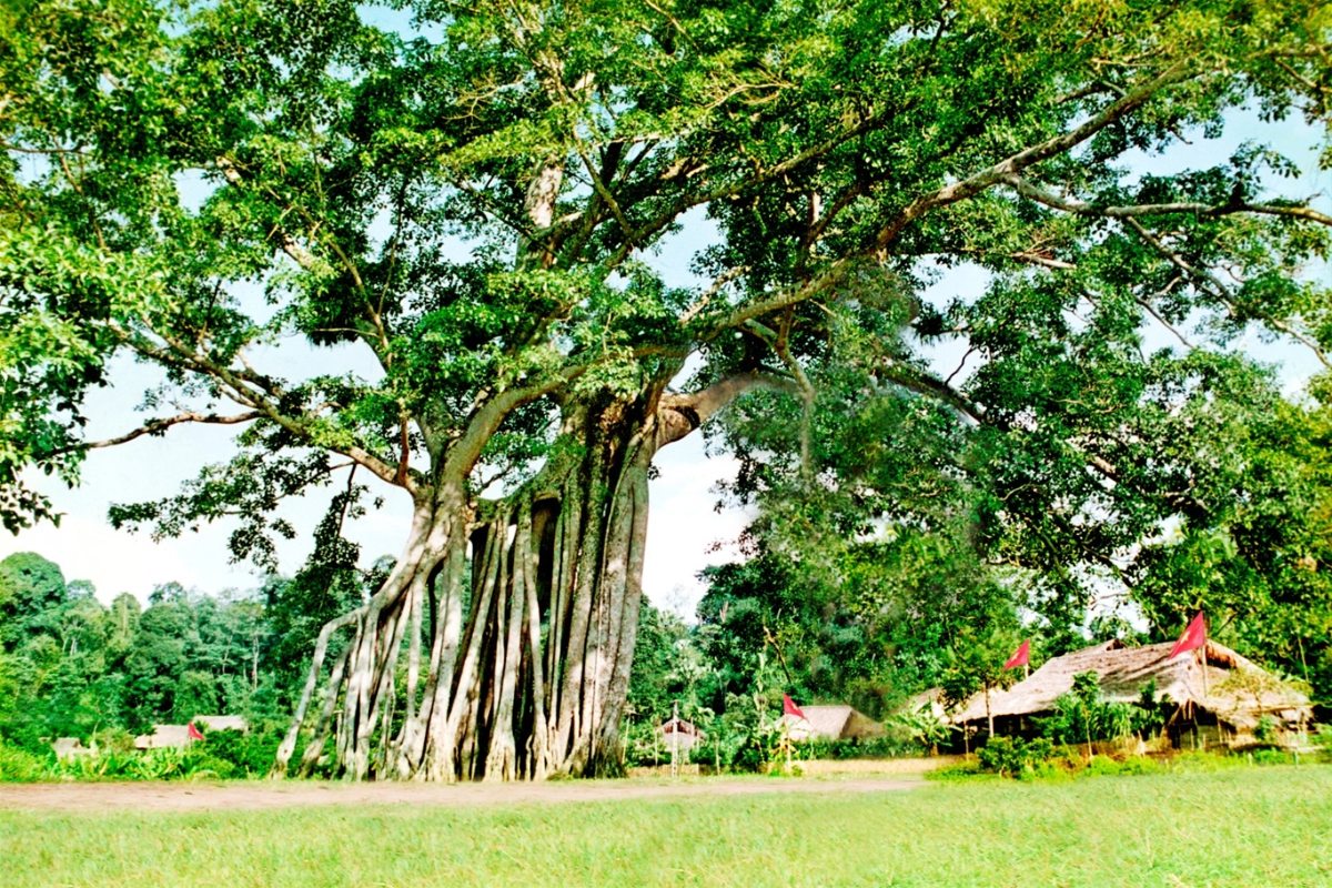 Historic Tan Trao Banyan Tree in a quiet rural setting